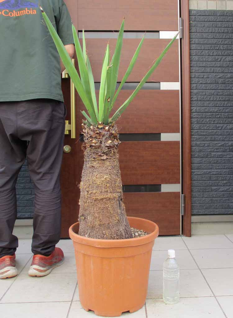 ユッカ 【現品・現物】ユッカ・ファクソニアーナ yucca faxoniana　【観葉植物】【鉢植】【屋外】12号相当　V81番　ロックガーデン　ドライガーデン　日時指定できません