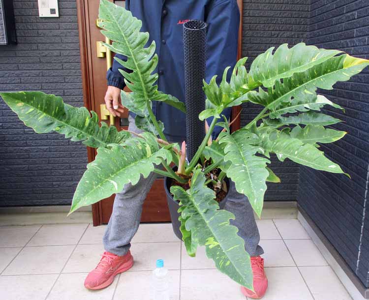 ★【現品・現物】フィロデンドロン リング オブ ファイヤ 8号　N9番　Philodendron 'Ring of Fire'