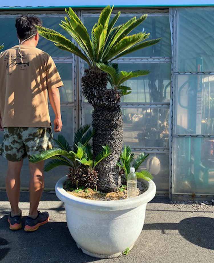 楽天市場】黄金 ソテツの通販 楽天市場】黄金 ソテツの通販