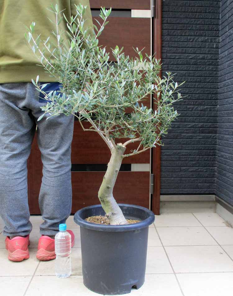 【現品】オリーブの木　　品種名：ネバディブランコ　10号　T6番