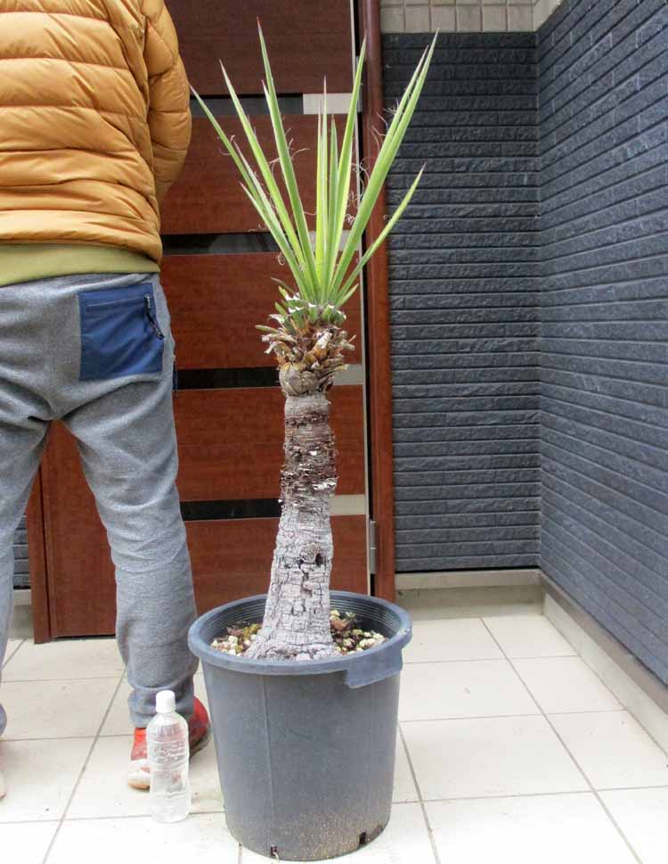楽天市場】ドライガーデン(種類(植物)ユッカ)の通販 楽天市場】ドライガーデン(種類(植物)ユッカ)の通販