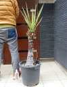 ユッカ ロックガーデン・ドライガーデン特集【現品・現物】幹立ち　Yucca Torreyi ユッカ・トレリー ユッカ・トーリー　12号　K7番