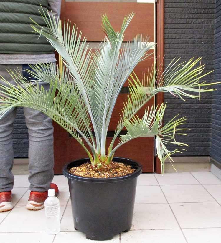 NEW!【現品・現物】マクロザミア・マクドンネリー（Macrozamia macdonnellii）　13号　MK番