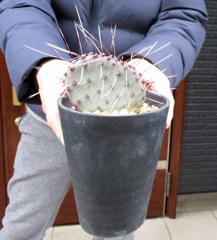 オプンチア・ビオラセアvar.マクロセントラ　　Opuntia violacea var.macrocentra　オプンチア・ビオラセラマクラケントラ　オプンチア・ヴィオラセラ・マクラケントラ　5号　E3番