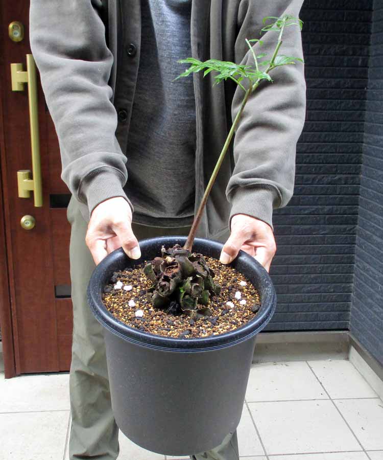 楽天市場】シダ植物 リュウビンタイの通販 楽天市場】シダ植物 リュウビンタイの通販