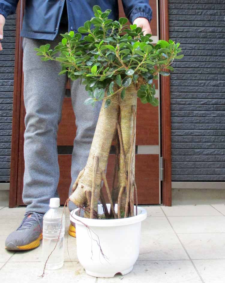 楽天市場】ガジュマル(サイズ(植木鉢)10 ~ 12号)の通販 楽天市場】ガジュマル(サイズ(植木鉢)10 ~ 12号)の通販