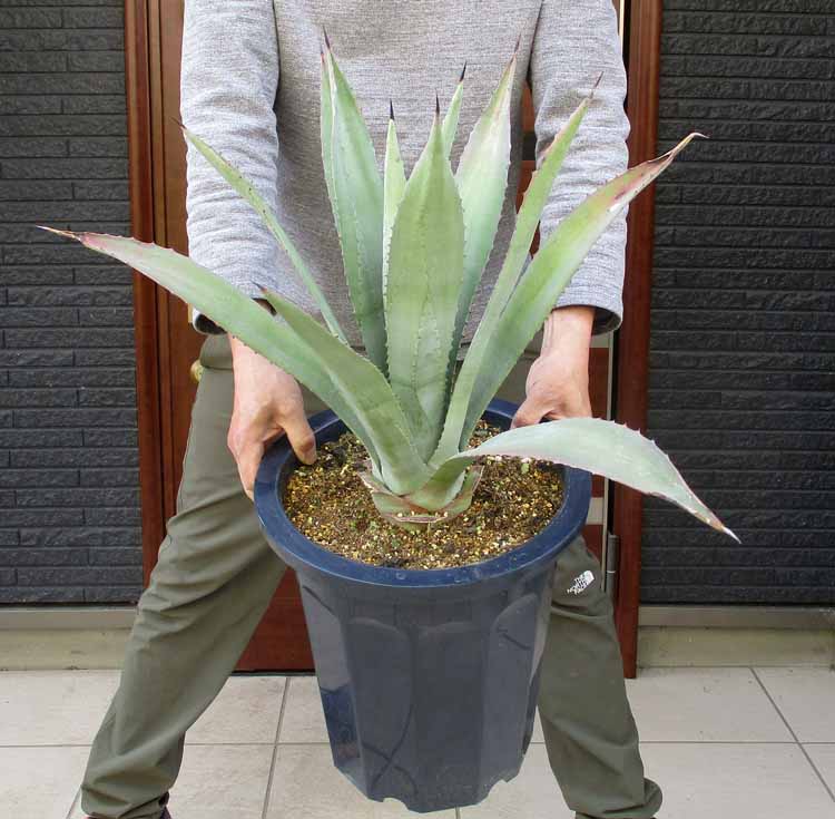 楽天市場】アオノリュウゼツラン(花・ガーデン・DIY)の通販 楽天市場】アオノリュウゼツラン(花・ガーデン・DIY)の通販