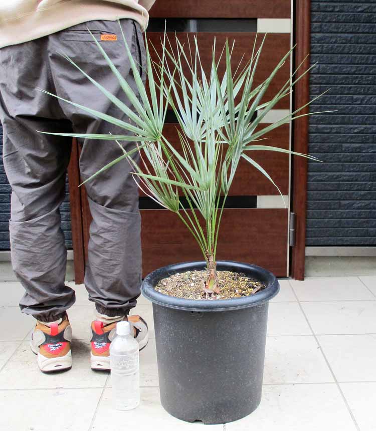 楽天市場】植物 シルバーリーフ(種類(植物)ヤシ)の通販 楽天市場】植物 シルバーリーフ(種類(植物)ヤシ)の通販
