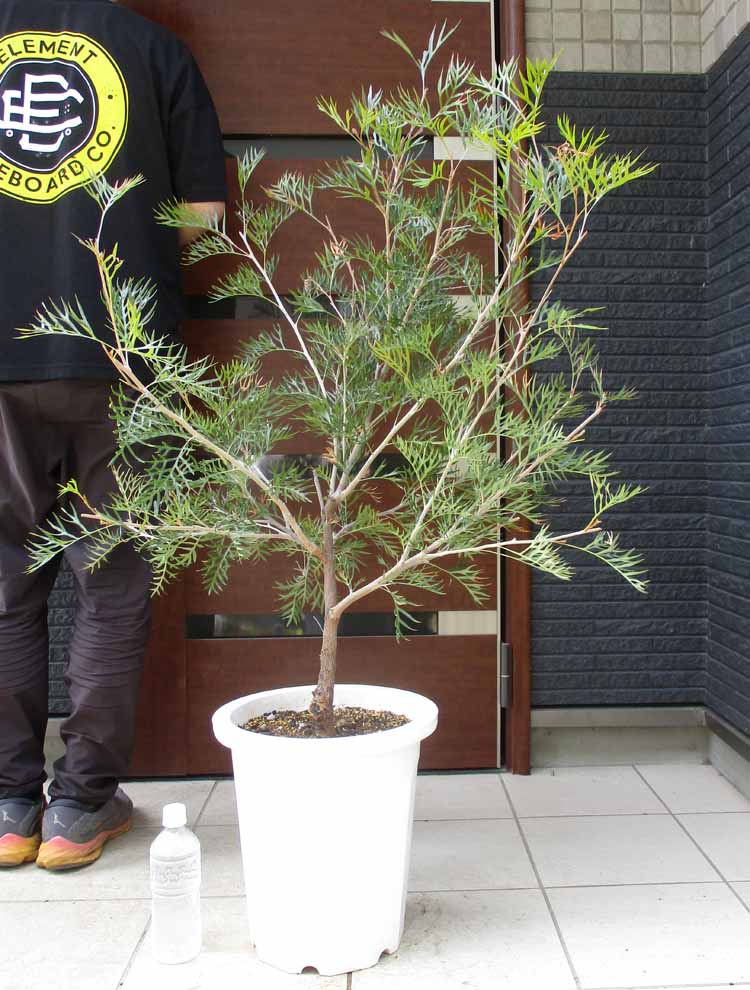 楽天市場】グレヴィレア(サイズ(植木鉢)7 ~ 9号)(花 楽天市場】グレヴィレア(サイズ(植木鉢)7 ~ 9号)(花