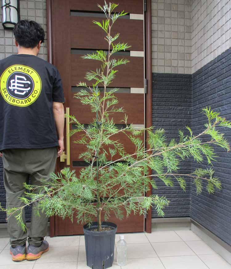 楽天市場】グレヴィレア(サイズ(植木鉢)10 ~ 12号)(花 楽天市場】グレヴィレア(サイズ(植木鉢)10 ~ 12号)(花