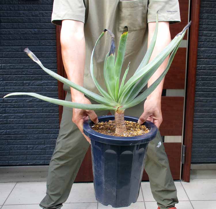 アロエ 【現品・現物】【大株】多頭　アロエ・プリカティリス（Aloe plicatilis）8号鉢　P8番