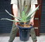 【現品・現物】【大株】多頭　アロエ・プリカティリス（Aloe plicatilis）8号鉢　P8番