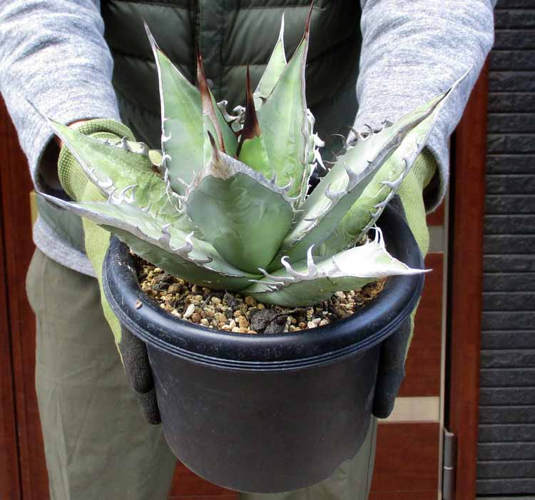 【現品・現物】 現地球　アガベ・チタノタ・オアハカ　Agave titanota Oaxaca 　オアハカ現地球　5号す4番