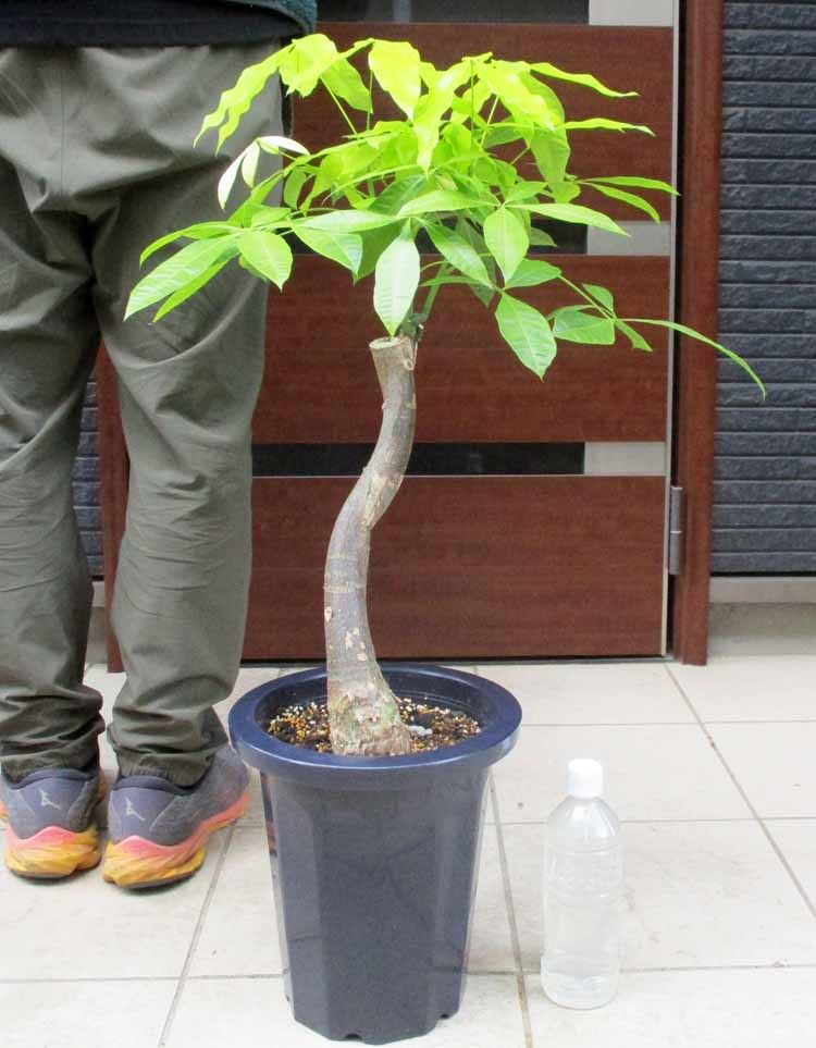 楽天市場】パキラ ムーンの通販 楽天市場】パキラ ムーンの通販
