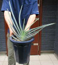 【現品・現物】【大株】多頭 3頭 アロエ・プリカティリス(Aloe plicatilis)8号鉢 B8番