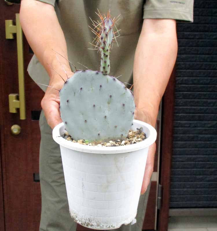 楽天市場】サボテン オプンチアの通販 楽天市場】サボテン オプンチアの通販