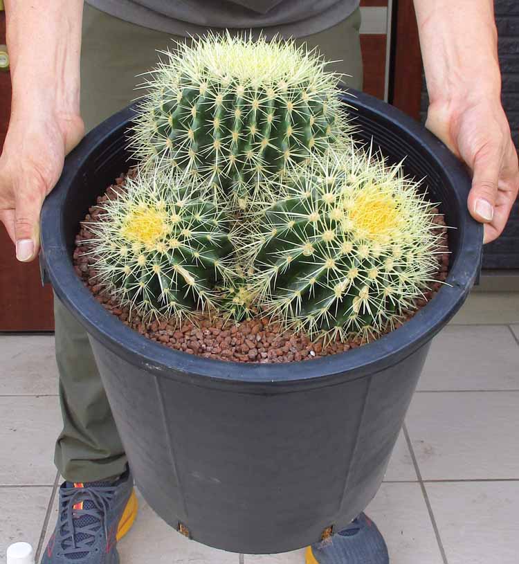 楽天市場】サボテン 金鯱(サイズ(植木鉢)10 ~ 12号)の通販 楽天市場】サボテン 金鯱(サイズ(植木鉢)10 ~ 12号)の通販