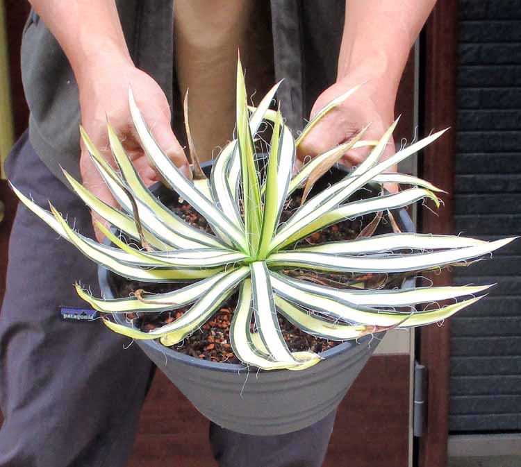 楽天市場】滝の白糸 アガベ(花・ガーデン・DIY)の通販 楽天市場】滝の白糸 アガベ(花・ガーデン・DIY)の通販