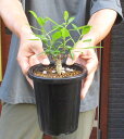 【現品・現物】フォークイエリア・ファシクラータ(Fouquieria fasciculata)木状のコーデックス 4.5号 K4番 塊根植物