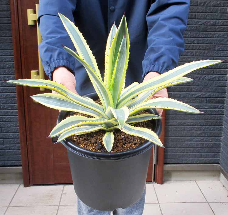 ロックガーデン・ドライガーデンにお勧め【現品・現物】アガベ・マーフィー・バリエガータ　斑入りマーフィー　8号　3S番【観葉植物・多肉植物・希少・珍奇植物・ビザールプランツ・丈夫で育てやすい・大型】