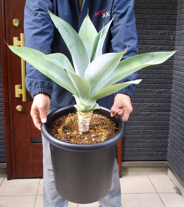 アガベ・アテヌアータの商品画像