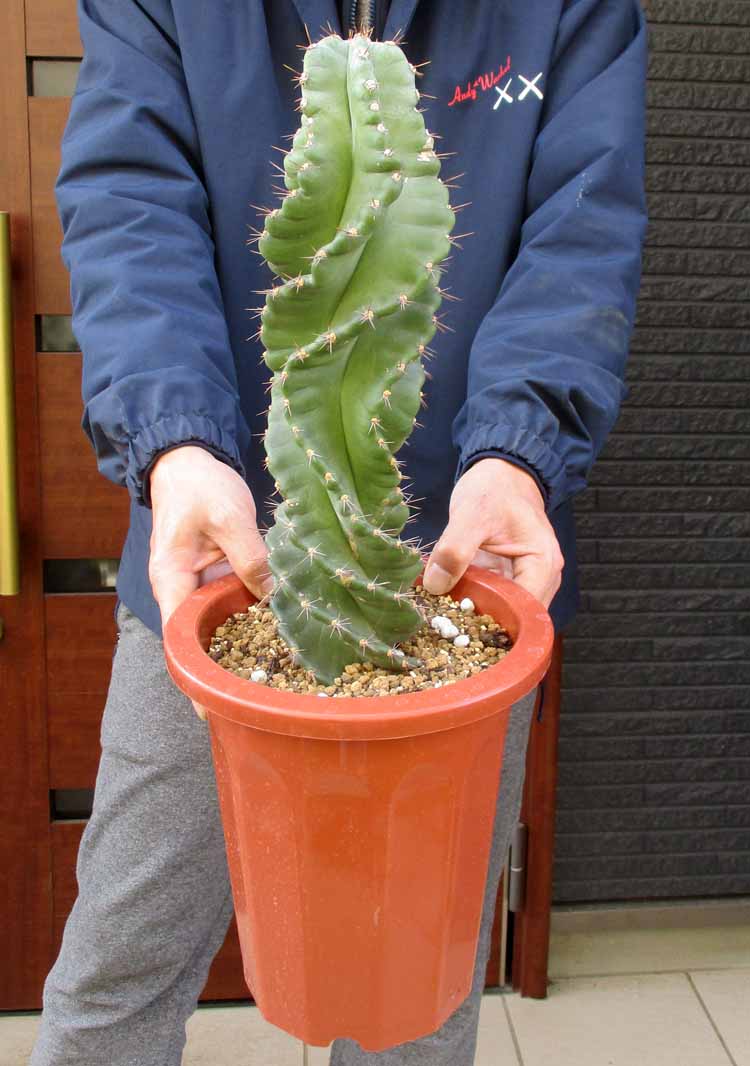 【現品・現物】サボテン・セレウス・ペルビアナス・スピラリス 　スパイラルサボテン　7号　ら5番