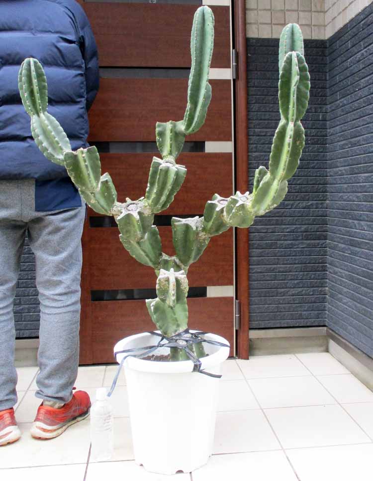 楽天市場】柱サボテン ブランチの通販 楽天市場】柱サボテン ブランチの通販