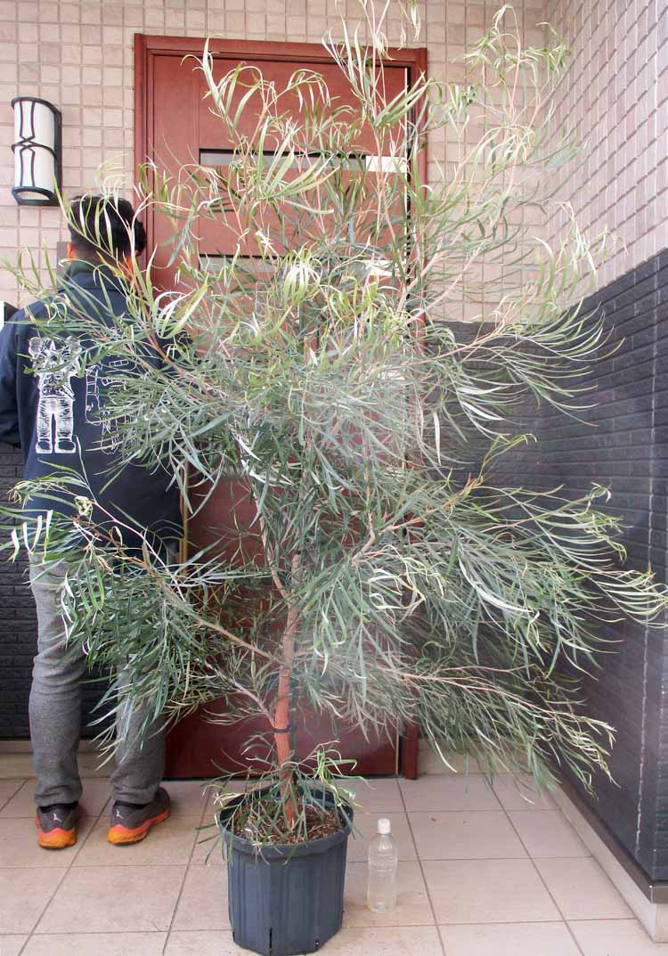 楽天市場】グレヴィレア(サイズ(植木鉢)10 ~ 12号)(花 楽天市場】グレヴィレア(サイズ(植木鉢)10 ~ 12号)(花