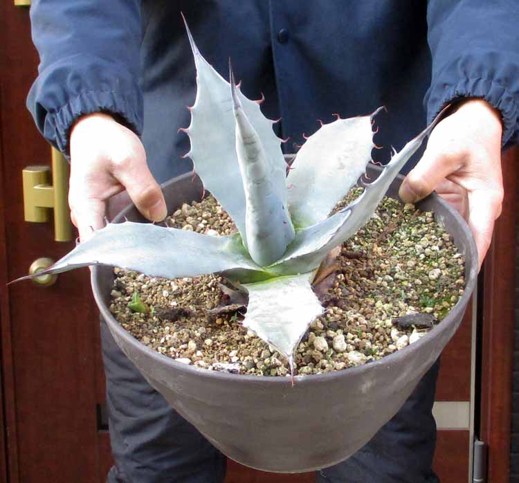 楽天市場】アガベ(サイズ(植木鉢)10 ~ 12号)(花・観葉植物|花・ガーデン・DIY)の通販 楽天市場】アガベ(サイズ(植木鉢)10 ~ 12号)(花・観葉植物|花・ガーデン・DIY)の通販