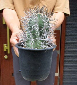 【現品・現物】アストロフィツム　大鳳玉　（タイホウギョク　たいほうぎょく）5号　p35番　Astrophytum capricorne v. crassispinum【観葉植物　サボテン　大型】