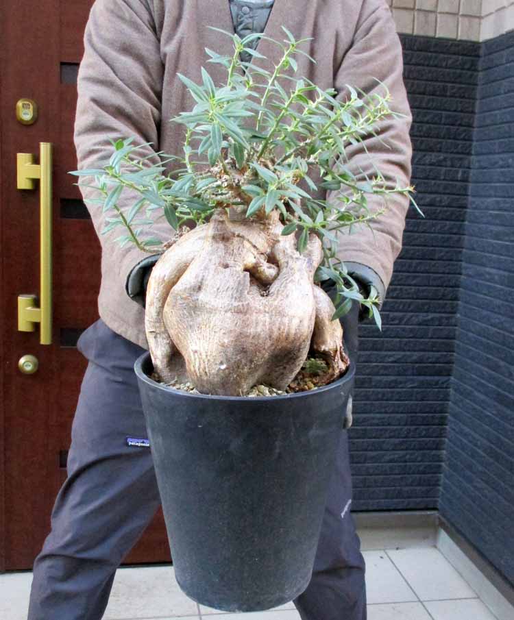 NEW!【現品・現物】【選抜株】パキポディウム・ビスピノーサム（Pachypodium bispinosum）8号鉢　TS番