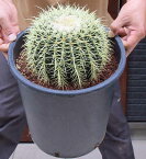 送料無料（北海道、沖縄、離島除く）【現品】サボテン・キンシャチ(金鯱、Echinocactus grusonii )8号　1番2番