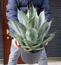 yiEzy̔zAKxEpTiE@piTi@10TCY@Agave parrasana 'Variegata'aFEES@P29