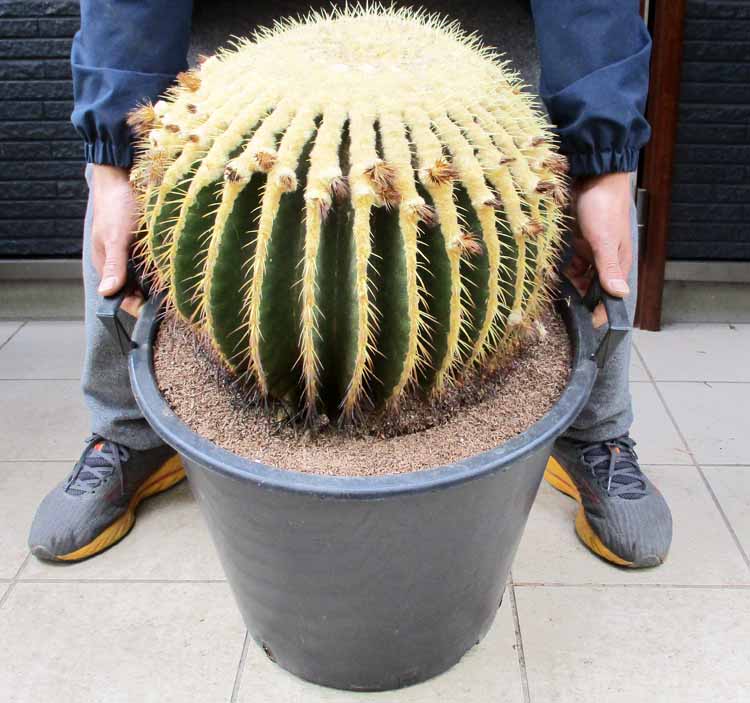 楽天市場】サボテン 金鯱(種類(植物)サボテン)(観葉植物 楽天市場】サボテン 金鯱(種類(植物)サボテン)(観葉植物