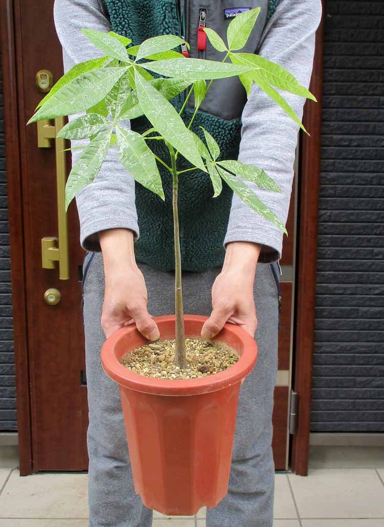 楽天市場】ミルキーウェイ パキラの通販 楽天市場】ミルキーウェイ パキラの通販