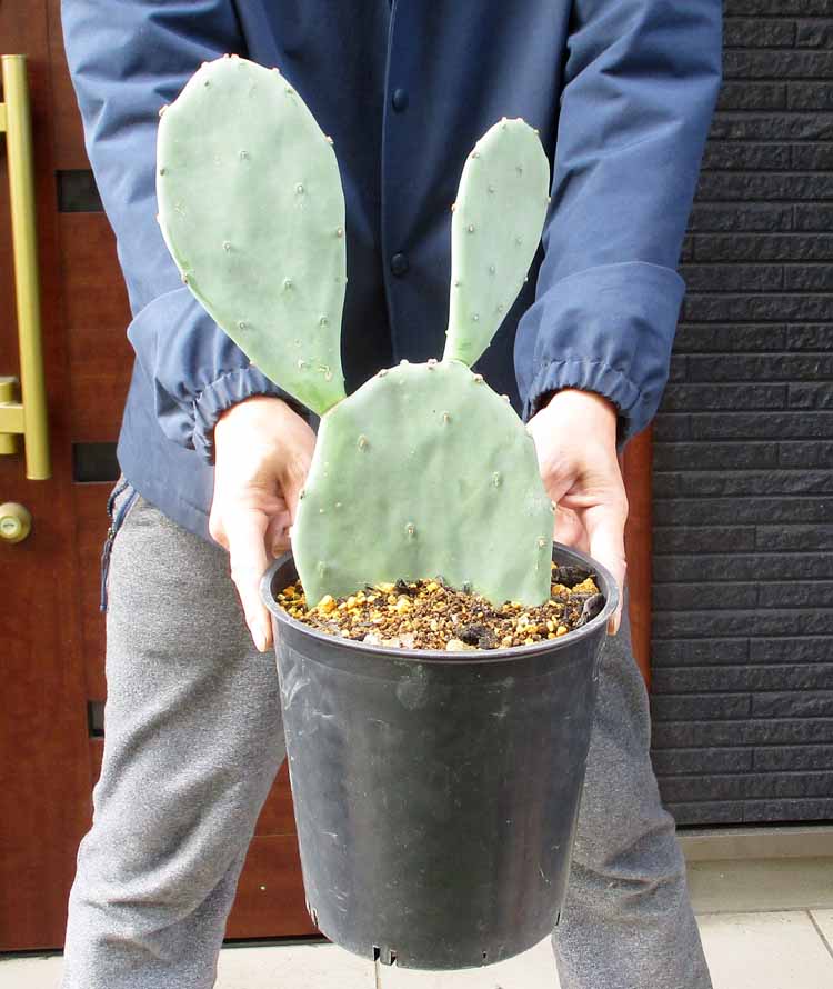 【送料無料】【現品・現物】ウチワサボテン・フィカス インディカ｜Opuntia ficus-indhica　オプンチア・フィカス　インディカ　7号　うC番　ロックガーデン　ドライガーデン