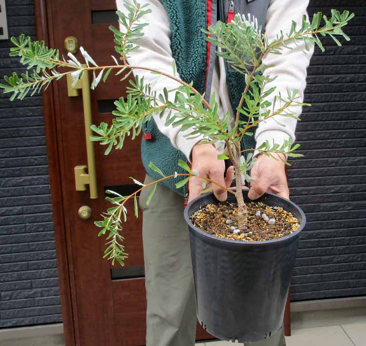 楽天市場】バンクシア(観葉植物|花・観葉植物):花・ガーデン 楽天市場】バンクシア(観葉植物|花・観葉植物):花・ガーデン