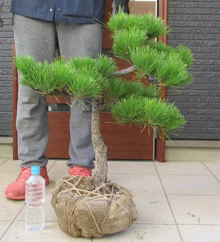 楽天市場】黒松 庭の通販