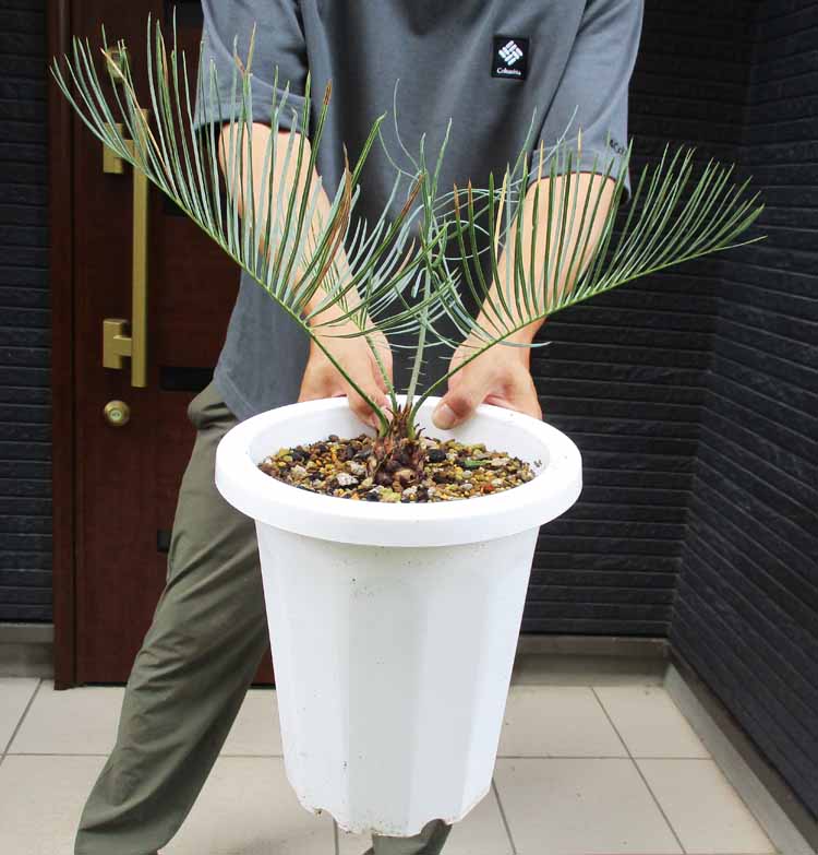 楽天市場】ザミア 観葉植物(サイズ(植木鉢)7 ~ 9号)(花 楽天市場】ザミア 観葉植物(サイズ(植木鉢)7 ~ 9号)(花