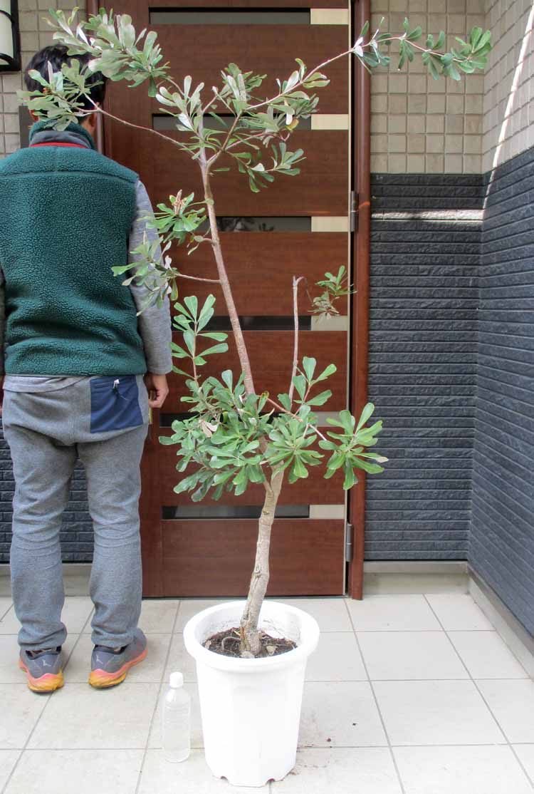 楽天市場】バンクシア(観葉植物|花・観葉植物):花・ガーデン 楽天市場】バンクシア(観葉植物|花・観葉植物):花・ガーデン