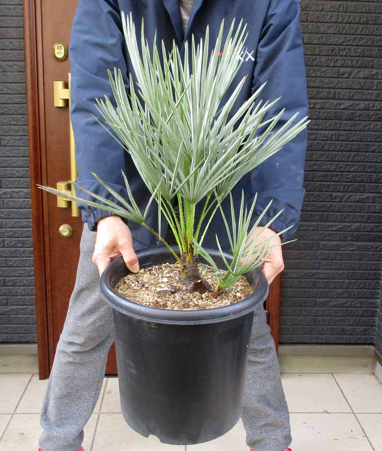 楽天市場】植物 シルバーリーフ（種類（植物）ヤシ）の通販