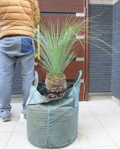 【現品・現物】根が良く張っています　クサントロエア・グラウカ　xanthorrhoea glauca　通称：ブラックボーイ(Black boy)　グラスツリー　　15号相当　た3番 クサントロエア(ザンソロエア)・グラウカ