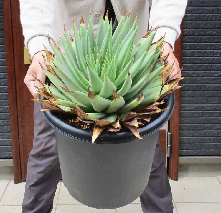 アロエ 【現品・現物】渦巻きアロエ　アロエ・ポリフェラ（アロエ・ポリフィラ Aloe Polyphylla）10号　1番　国内実生株