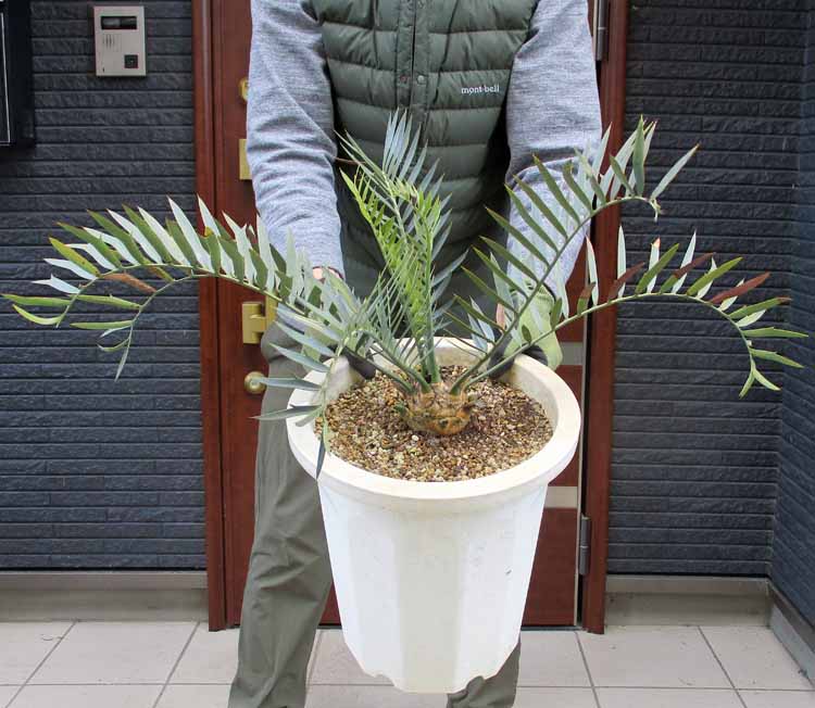 【現品 現物】エンセファラルトス トリスピノーサム Encephalartos trispinosus 10号 た8番