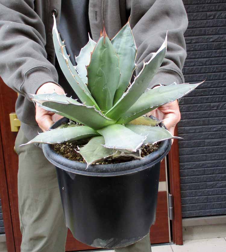 楽天市場】アガベ オテロイ(花・観葉植物|花・ガーデン・DIY 楽天市場】アガベ オテロイ(花・観葉植物|花・ガーデン・DIY