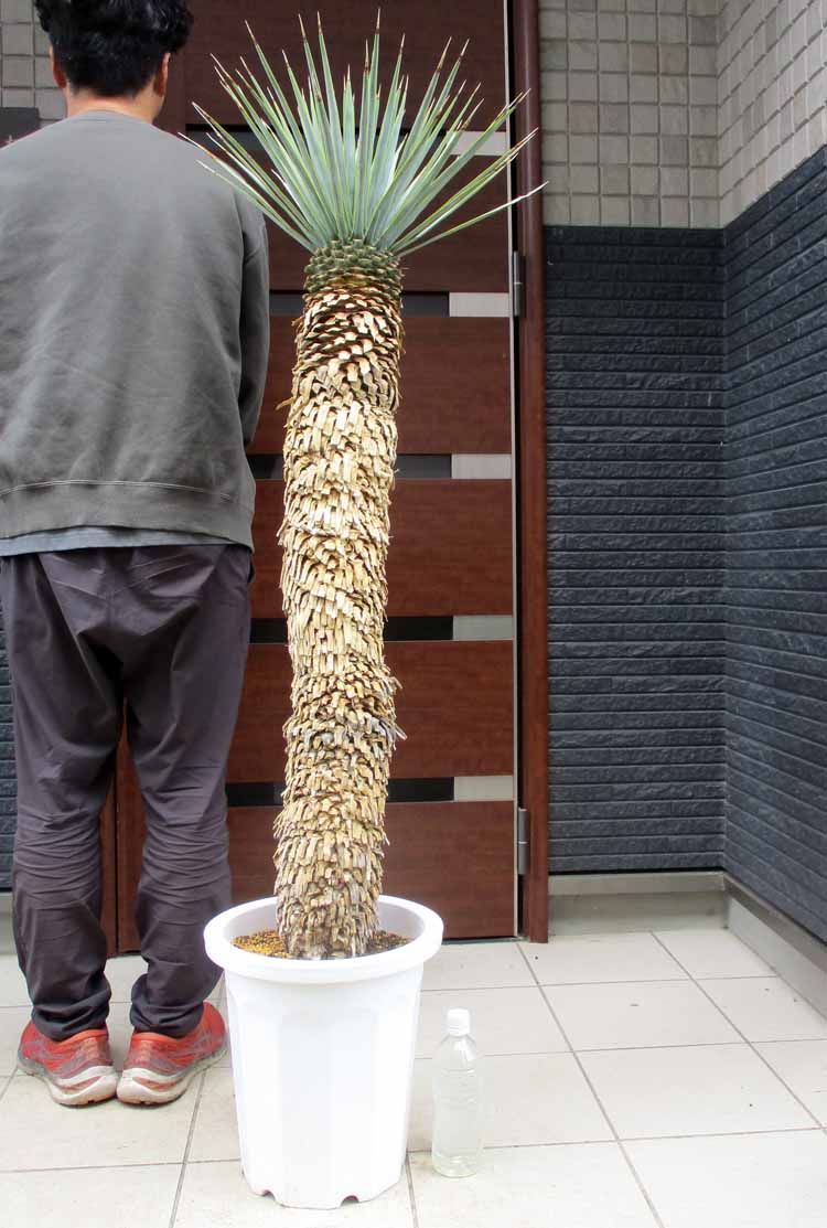 ユッカ 【現品・現物】ユッカ・リギダ　10号　A番　yucca rigida 別名「ブルー ユッカ」【観葉植物】【鉢植】【屋外】【販売】ロックガーデン　ドライガーデン