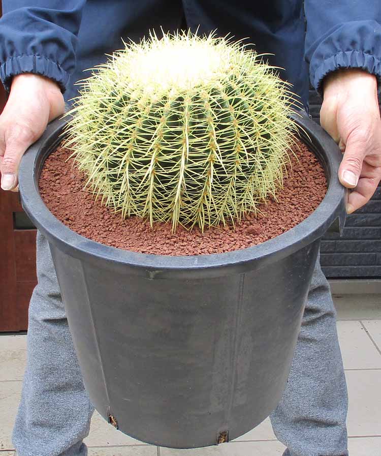 楽天市場】サボテン 金鯱(サイズ(植木鉢)10 ~ 12号)の通販 楽天市場】サボテン 金鯱(サイズ(植木鉢)10 ~ 12号)の通販