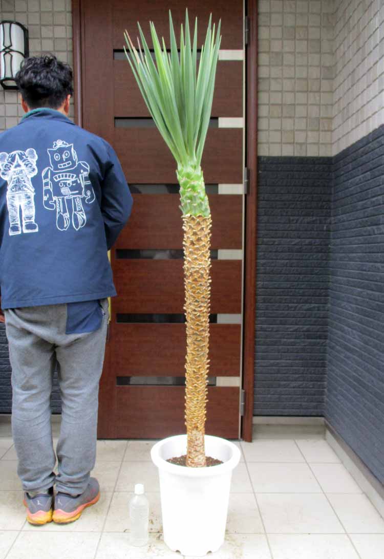 楽天市場】ユッカ・アロイフォリア(花・観葉植物|花・ガーデン 楽天市場】ユッカ・アロイフォリア(花・観葉植物|花・ガーデン