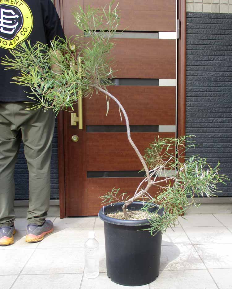 楽天市場】バンクシア(観葉植物|花・観葉植物):花・ガーデン 楽天市場】バンクシア(観葉植物|花・観葉植物):花・ガーデン