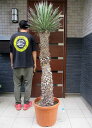 日時指定できません【現品・現物】幹立ち!ユッカ・フィリフェラ(Yucca filifera)13号 4T番